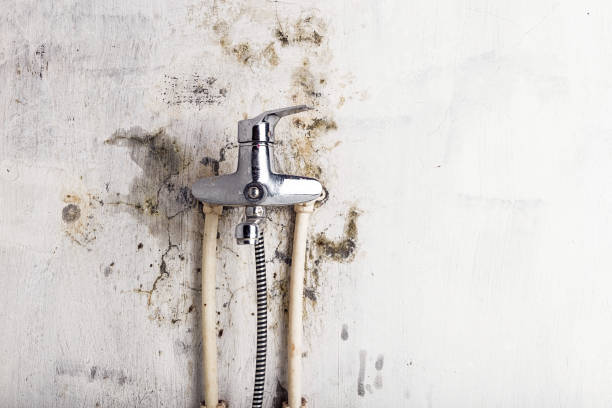Office Mold Removal Services in Nixon, TX