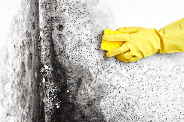 Best Mold Removal Company Near Me  in Nixon, TX