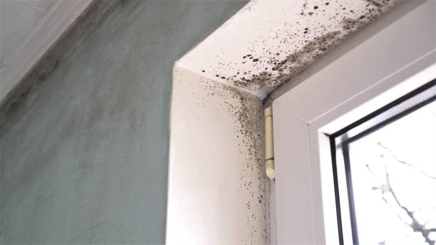 Best Home Mold Removal  in Nixon, TX
