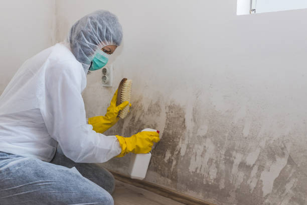 Best Mold Removal and Inspection  in Nixon, TX