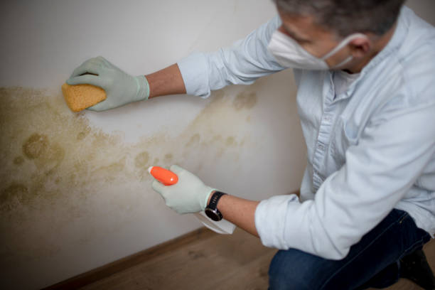 Best Office Mold Removal Services  in Nixon, TX