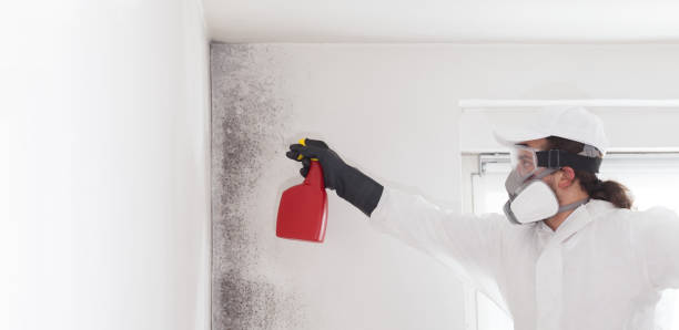 Best Toxic Mold Removal  in Nixon, TX