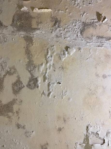 Best Mold Damage Repair  in Nixon, TX