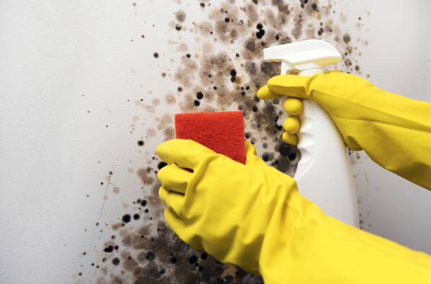 Best Mold Damage Repair  in Nixon, TX