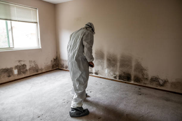 Professional Mold Removal in Nixon, TX