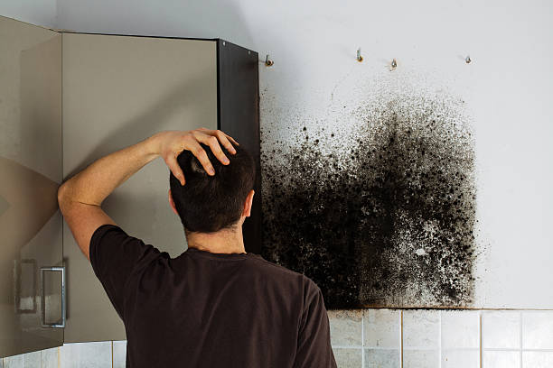 Best Same-Day Mold Removal  in Nixon, TX