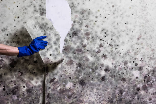 Best Black Mold Removal  in Nixon, TX
