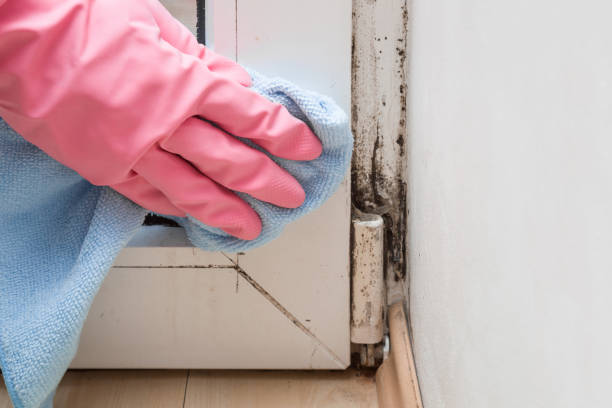 Best Mold Testing  in Nixon, TX