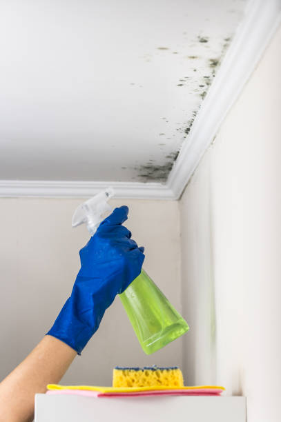 Certified Mold Removal in Nixon, TX